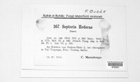 Septoria hederae image